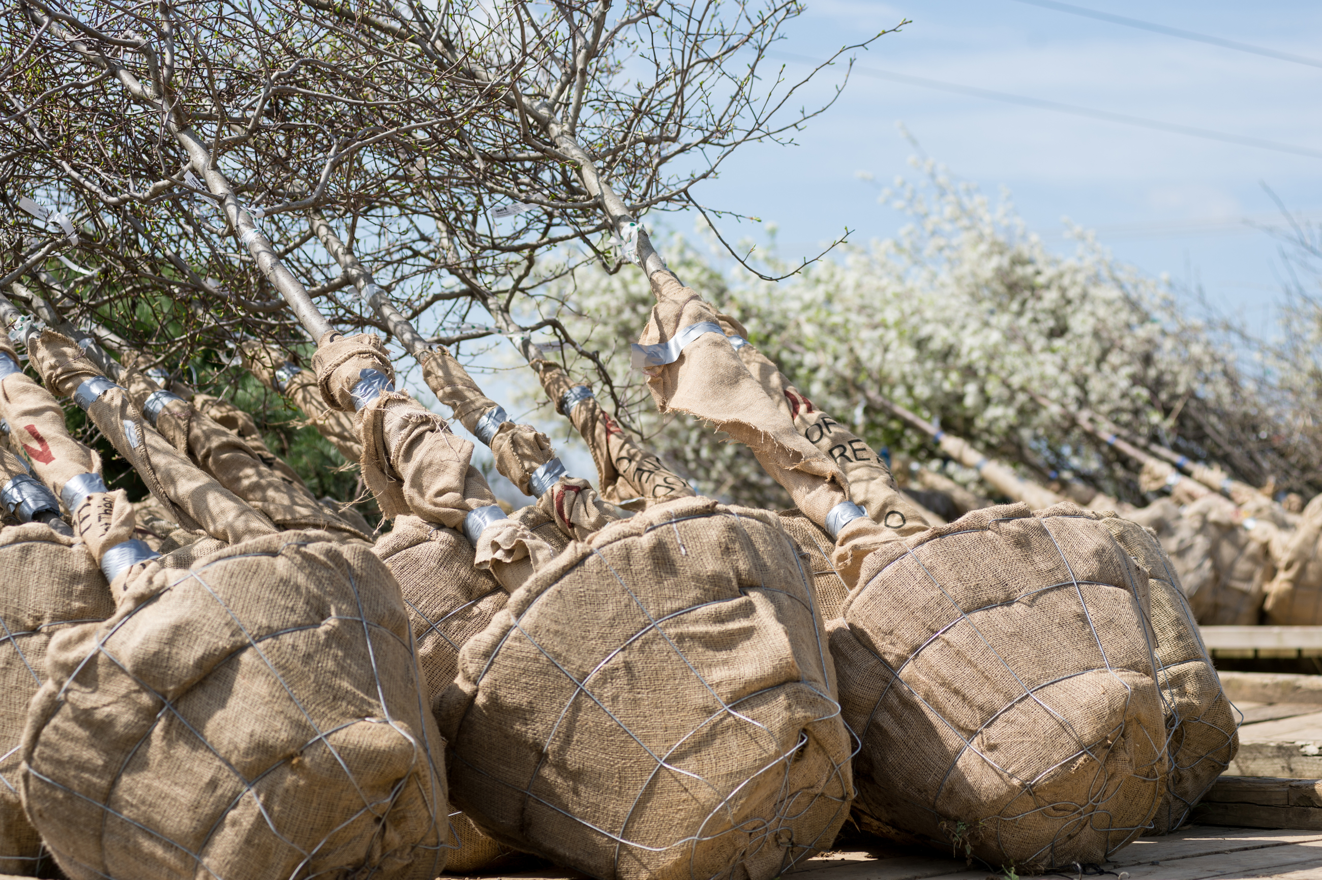 Davey Nursery-Burlap Trees
