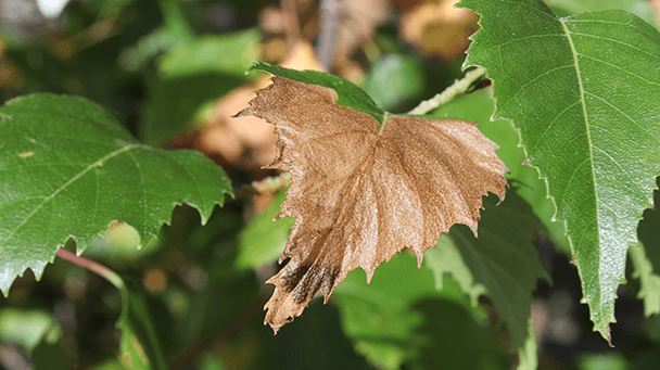 Pest And Disease Birch Leafminer Sideimage2 608X341