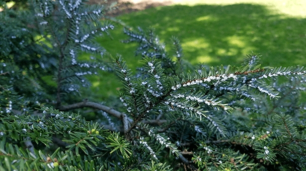 Pest And Disease Center Hemlock Woolly Adelgid Sideimage 608X341