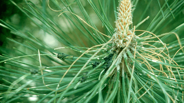 Pest And Disease Center Pine Sawfly Sideimage3 608X341