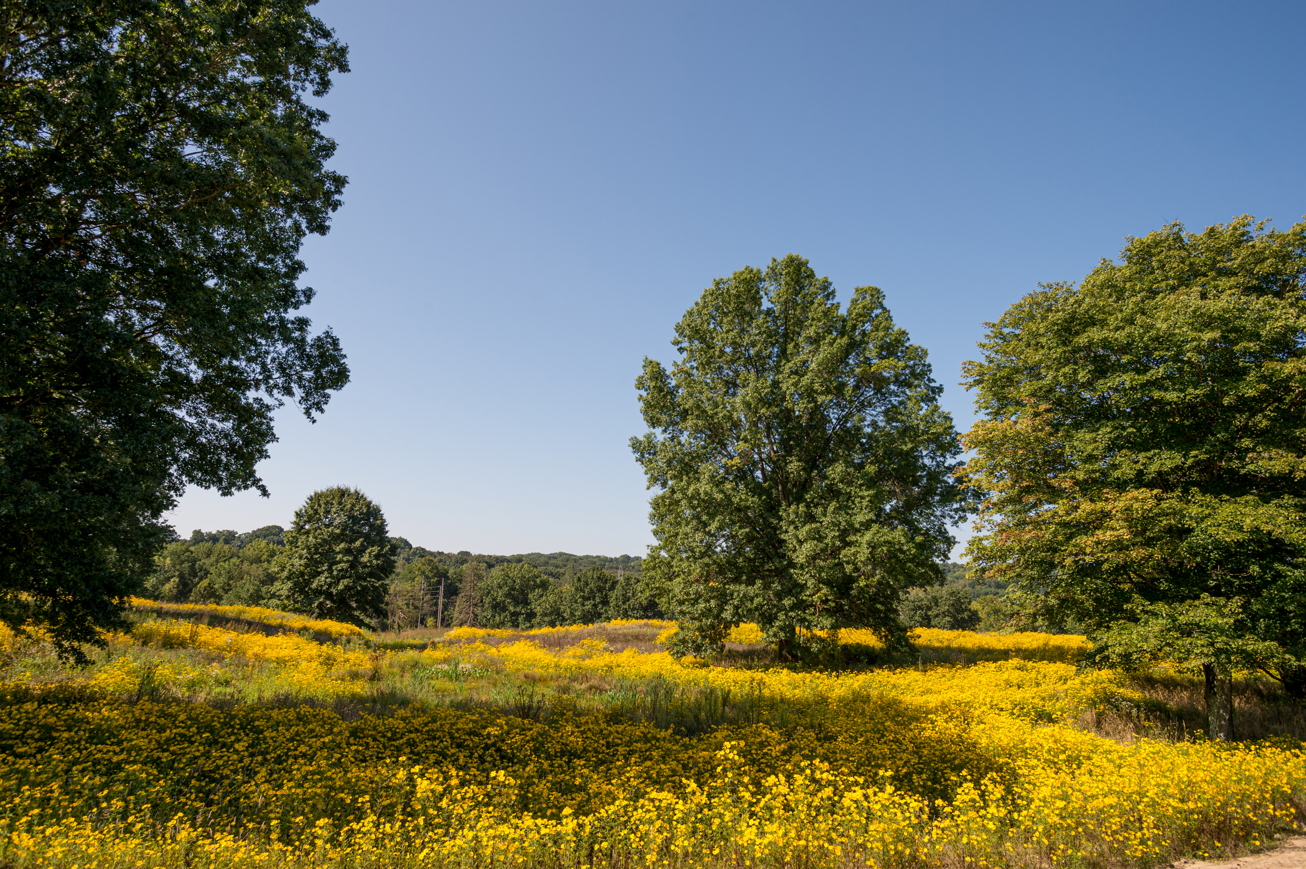 DSC 6405 4928X3280 E35ca0b