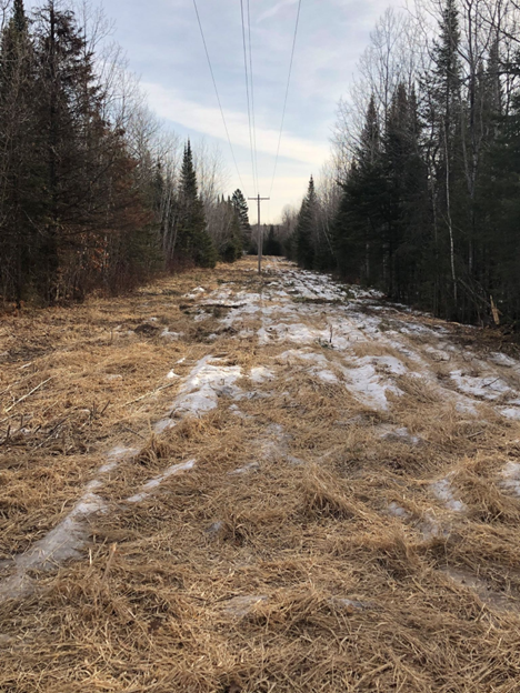 Wild Rice Electric 3