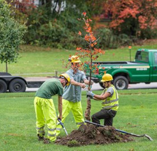 Tree Planting Services | Davey Tree