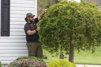 A man tending to a tree's canopy.