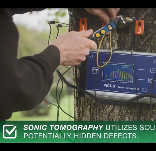 Tree Health Inspection Services & Treatment | Davey Tree