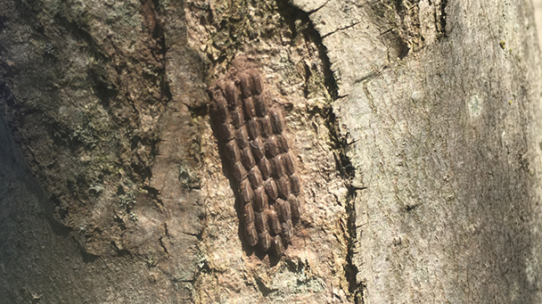 Commercial Blog Common Spring Tree Pests Sideimage2 608X341