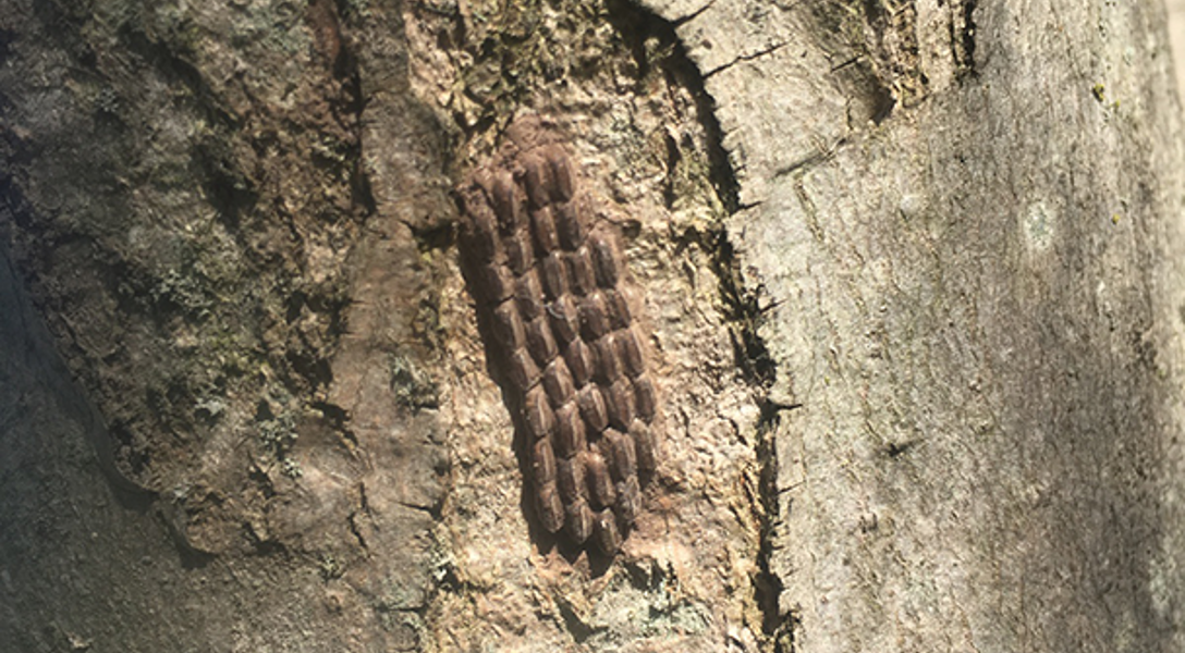 Common Spring Tree Pests by Region: How to Identify Tree Pests | Davey Tree