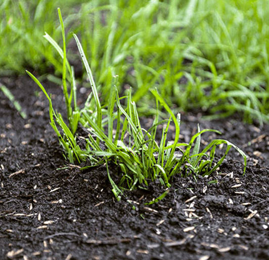 Lawn Care Aeration Overseeding