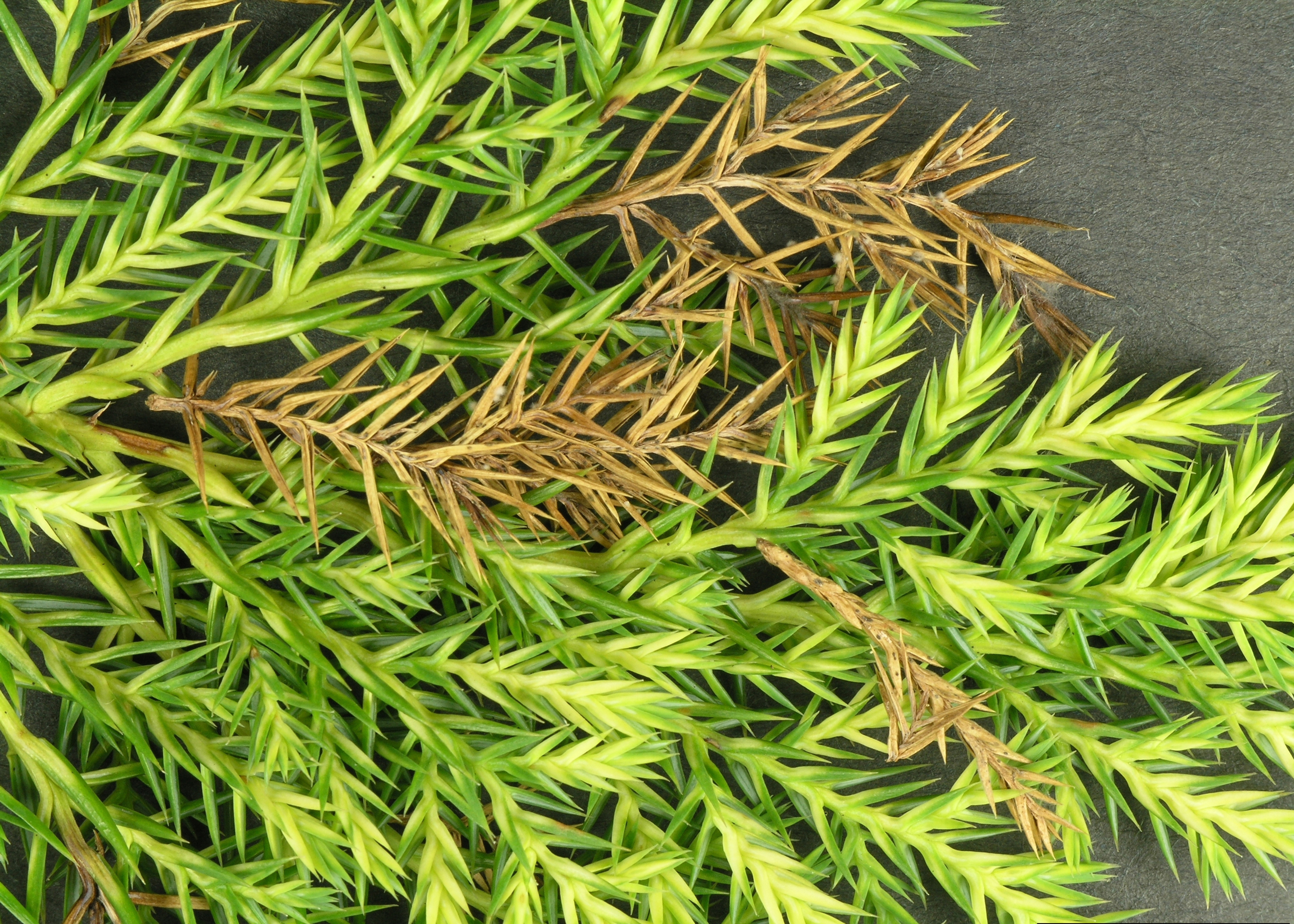 5528866 LGPT Phomopsis Juniper