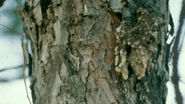 Pest And Disease Center Zimmerman Pine Moth Sideimage3 608X341