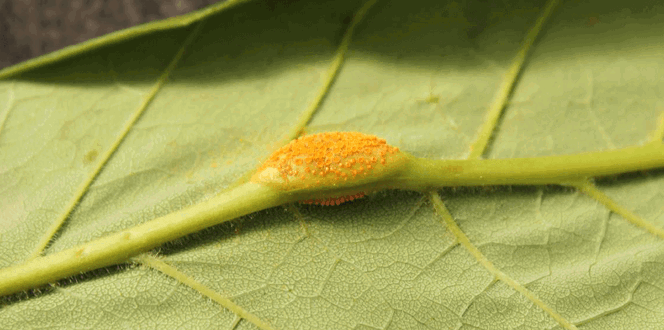 Pest And Disease Ash Rust Banner 1440X500