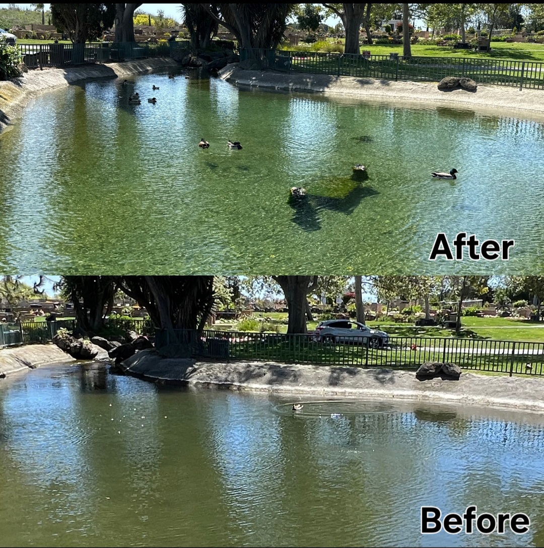 Westminster Pond Before And After