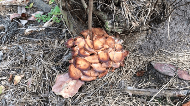 Pest And Disease Armillaria Mushrooms Sideimage 608X341