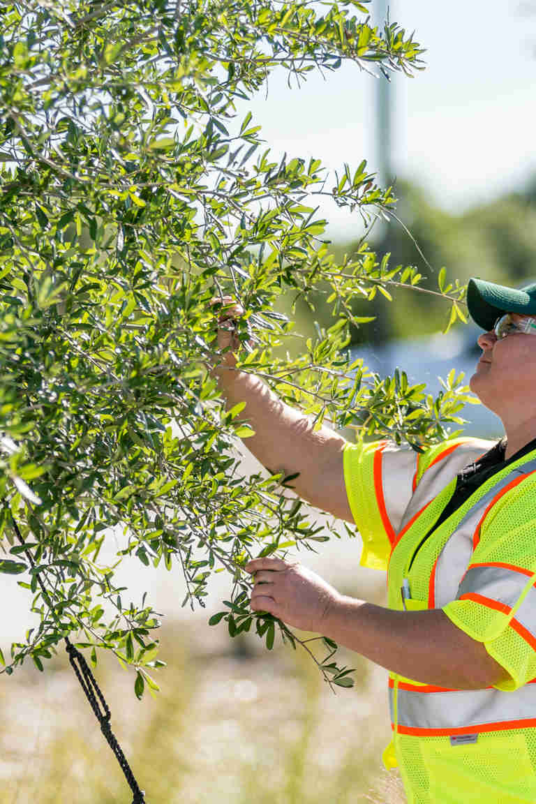 Tree Commercial Commercial Tree Care Services | Davey Tree