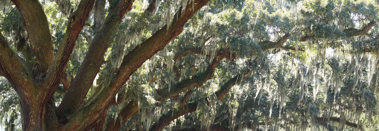 Davey Tree Services in North Houston, Texas Davey Tree