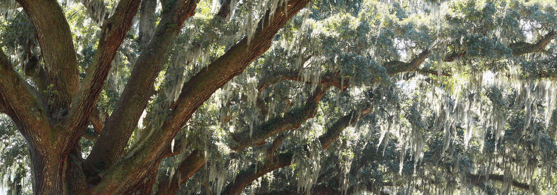 Davey Tree Services In North Austin, Texas Davey Tree