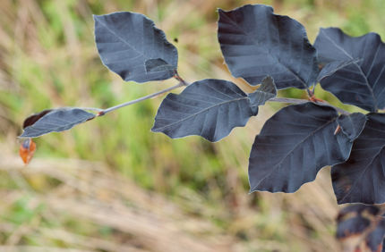 beech leaf disease