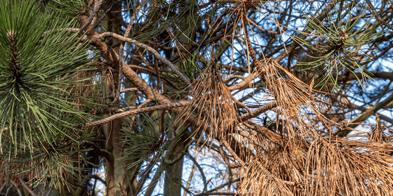 Fusiform Rust Disease | Davey Tree