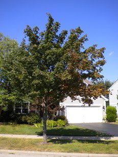 tree with drought damage