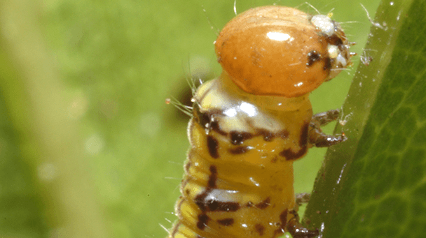 Pest And Disease White Pine Weevil Sideimage 608X341