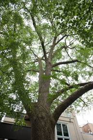 Picture of an ash tree.