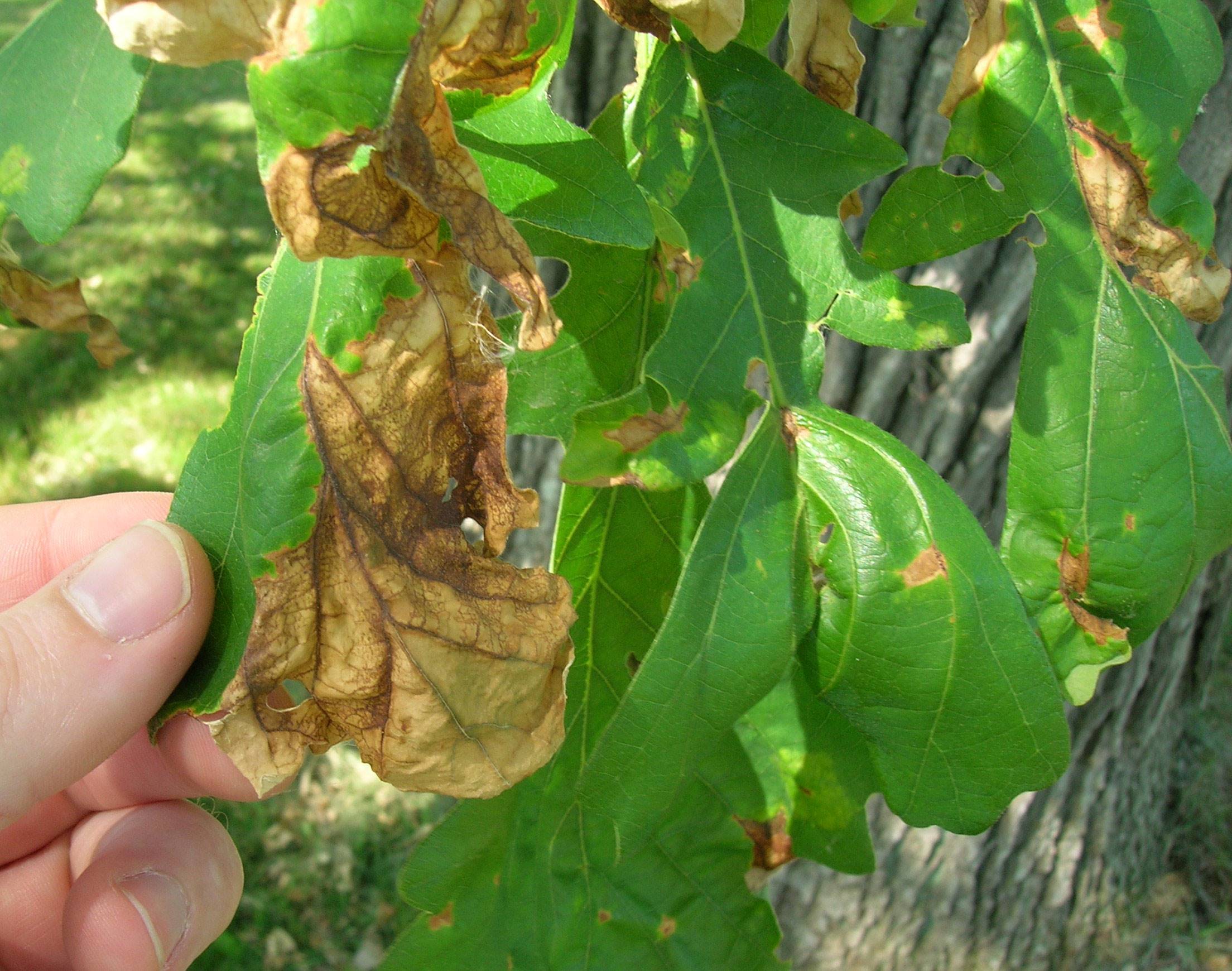 091715 Leaf Disease Oak Anthracnose