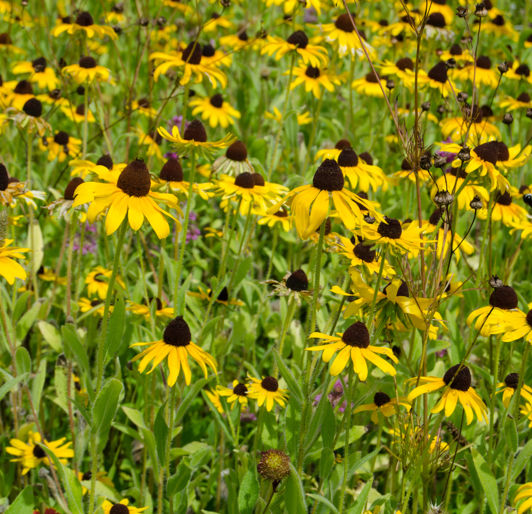Wild Flowers