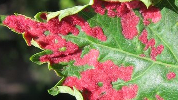 Pest And Disease Center Eriophyid Mites Sideimage2 608X341