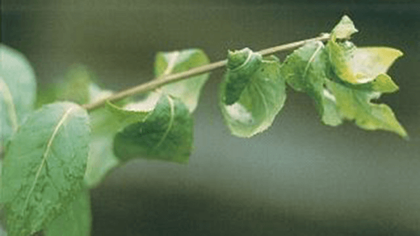 Pest And Disease Aphids Sideimage2 608X341