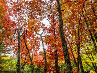 maple trees in autumn