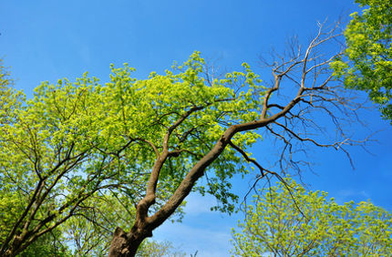 Tree With No Leaves On Top Ash Birch Maple Davey Tree
