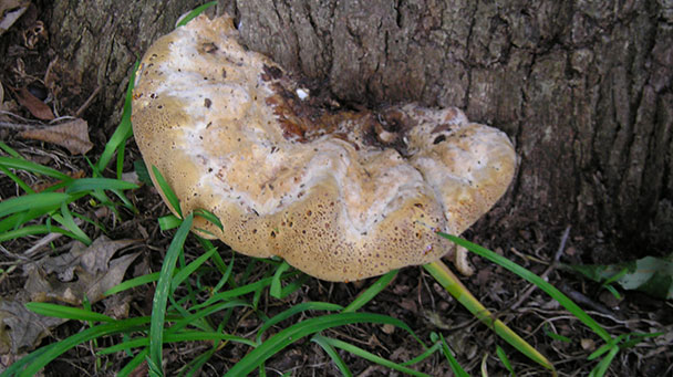 Pest And Disease Wood Decay Fungi Sideimage3 608X341