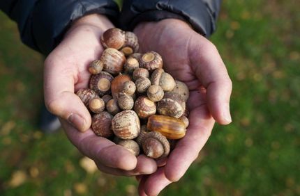 nuts