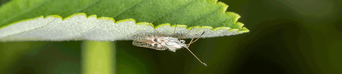 What Are Lace Bugs & How to Control Infestations | Davey Tree