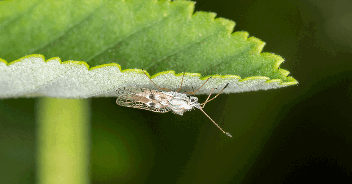 What Are Lace Bugs & How to Control Infestations | Davey Tree