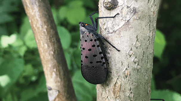 Pest And Disease Center Spotted Lanternfly Sideimage 608X341
