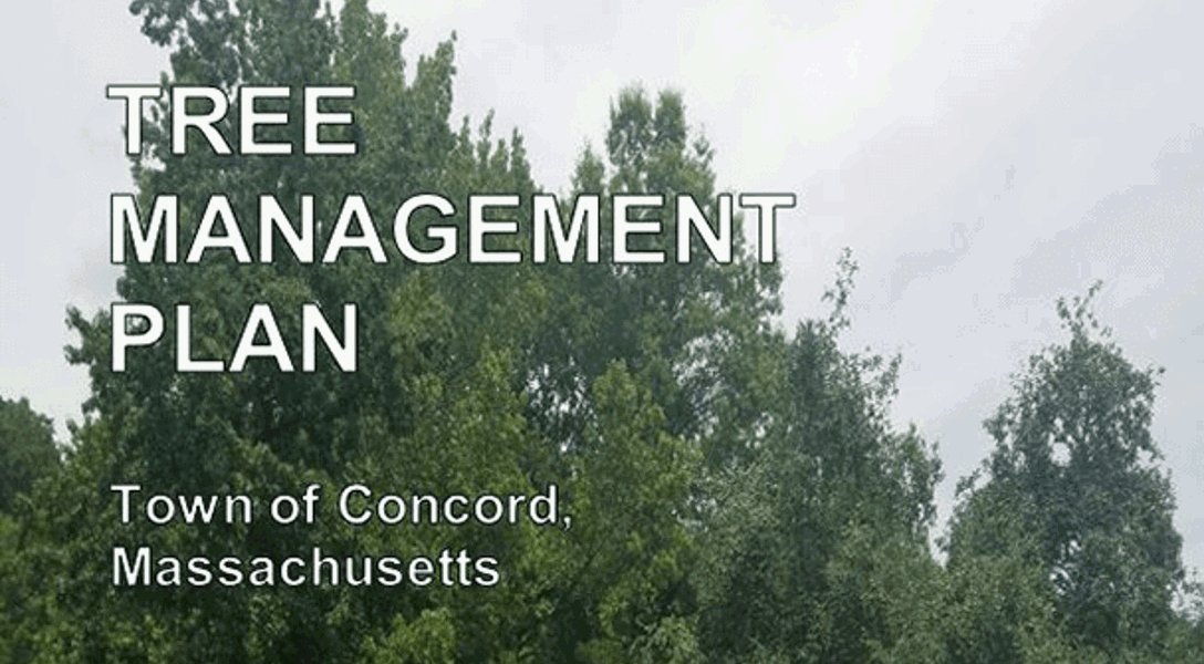 Tree Inventory & Tree Management Plan for Concord, MA | Davey Tree