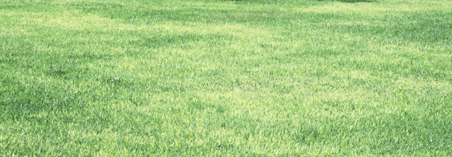 Pest And Disease Iron Deficiency Chlorosis In Turfgrass Banner 1440X500