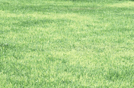 Pest And Disease Iron Deficiency Chlorosis In Turfgrass Banner 1440X500