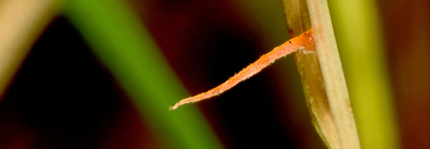 Pest And Disease Red Thread And Pink Patch Banner 1440X500