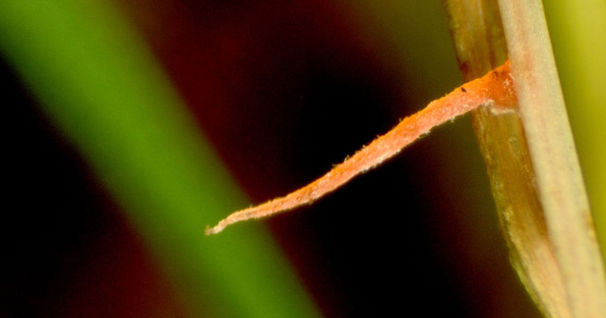 Red Thread Damage Red Thread and Pink Patch Damage & Management | Davey Tree