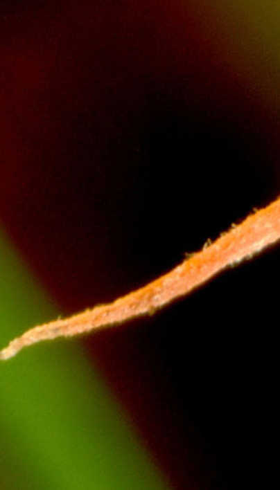 Red Thread and Pink Patch Damage & Management | Davey Tree