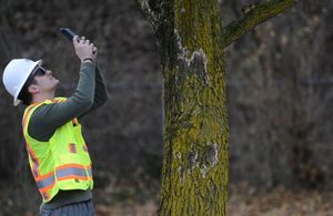 Tree Inventory Software for Urban Forestry | TreeKeeper® | Davey Tree