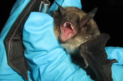 holding bat
