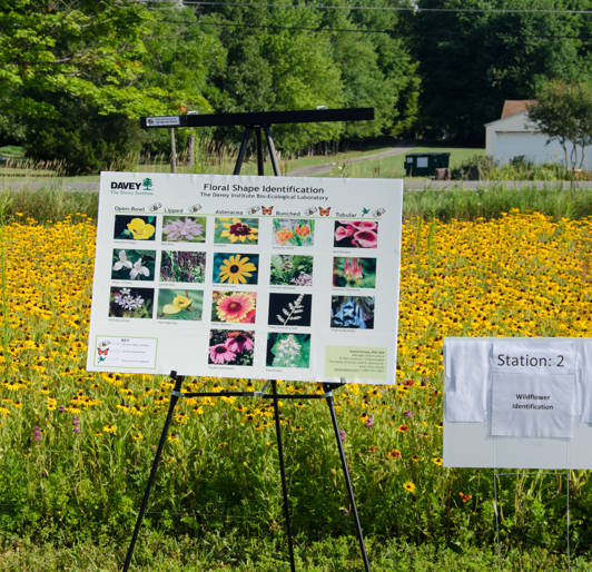 Pollinator Day