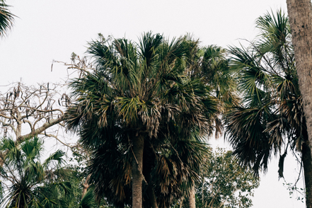 The tops of a few palm trees.