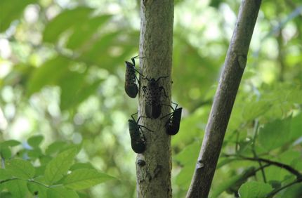 Spotted Lanternfly On Branch Vertical Davey Tree