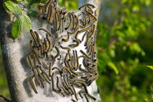 Eastern Tent Caterpillars (Malacosoma americanum) on tree in spring