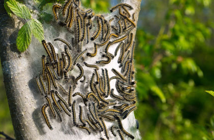 Davey Tree Tent Caterpillars Oak Tree