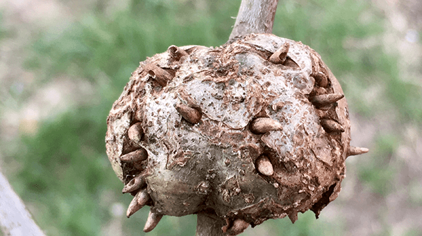 Pest And Disease Horned And Gouty Oak Galls Sideimage 608X341